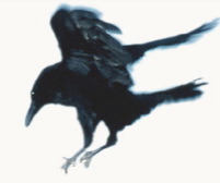 ravenCRN