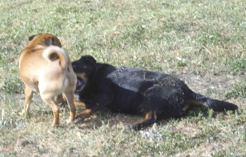 Two dogs, Ollie and Maggie, playing