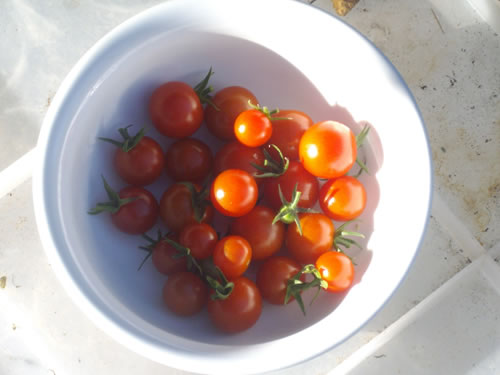 a white bowl full of cherry tomatoes