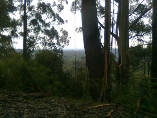 GrandRidge2 Looking north from the Grand Ridge Road, somewhere between Tarra Bulga NP and Gunyah