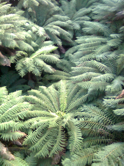 Epiphytic ferns at Tarra Bulga NP