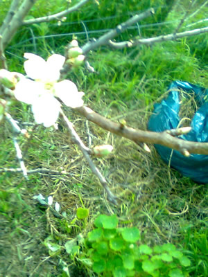Almond tree just starting to bloom