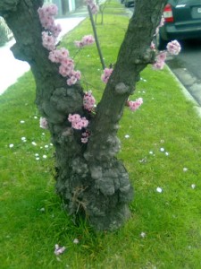 Gnarly old plum tree trunk with fluffy pink blossoms appearing close to the trunk