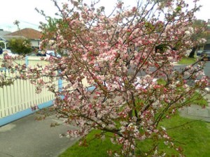 Another plum tree in bloom