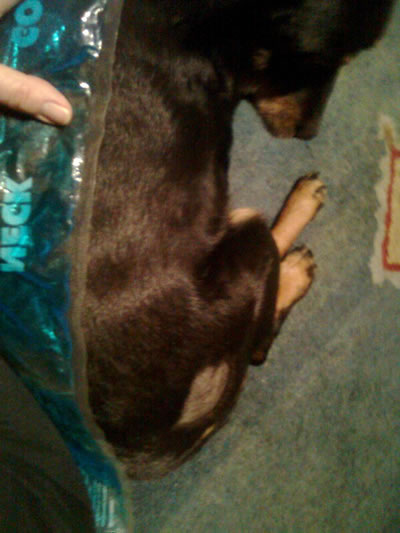 Treating dog's back with a hot pack