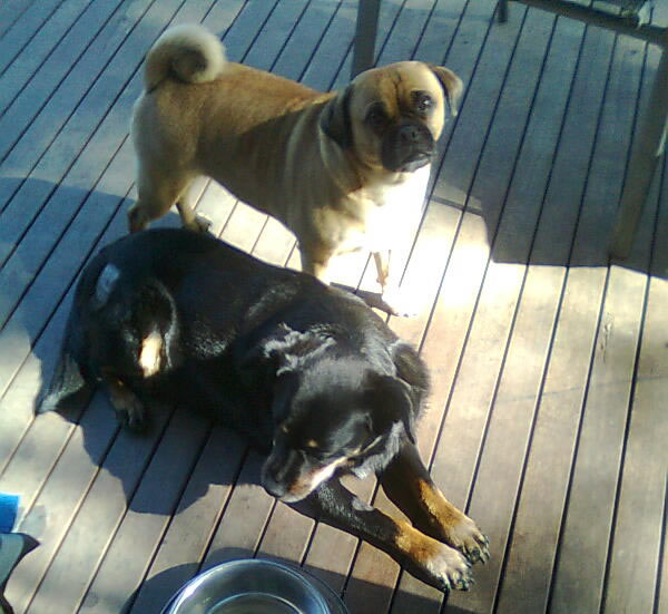 Maggie and Ollie on the back deck. Maggie is a black Kelpie cross and Ollie is a brown pugalier